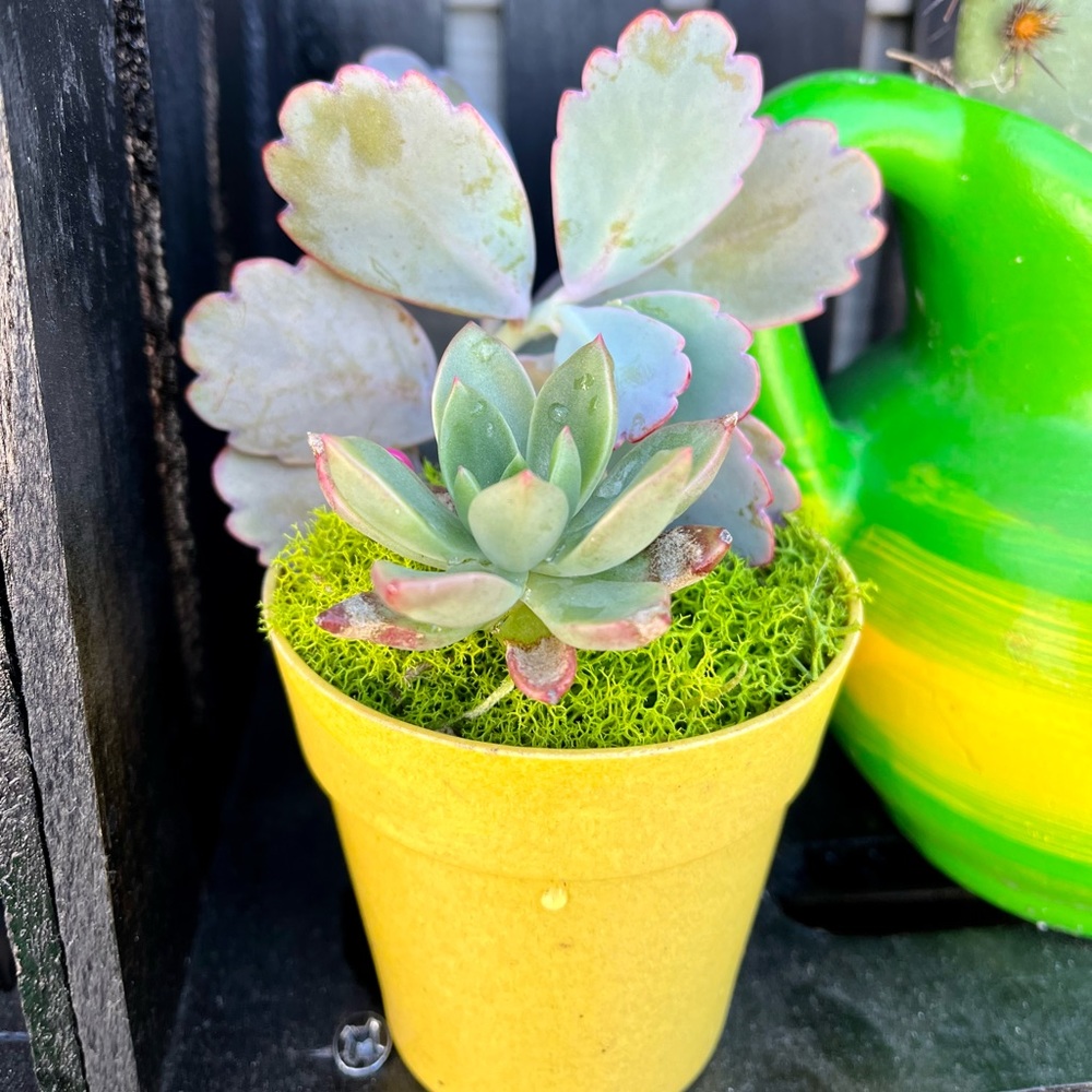 Yellow potted succulent with green moss